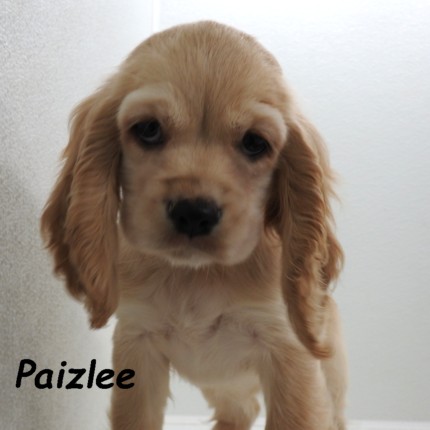 puppy, for, sale, Cocker Spaniel, Joe & Cherri  Overlease, dog, breeder, Miller, MO, dog-breeder, puppy-for-sale, forsale, nearby, find, puppyfind, locator, puppylocator, aca